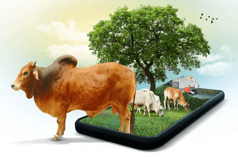 Cow
