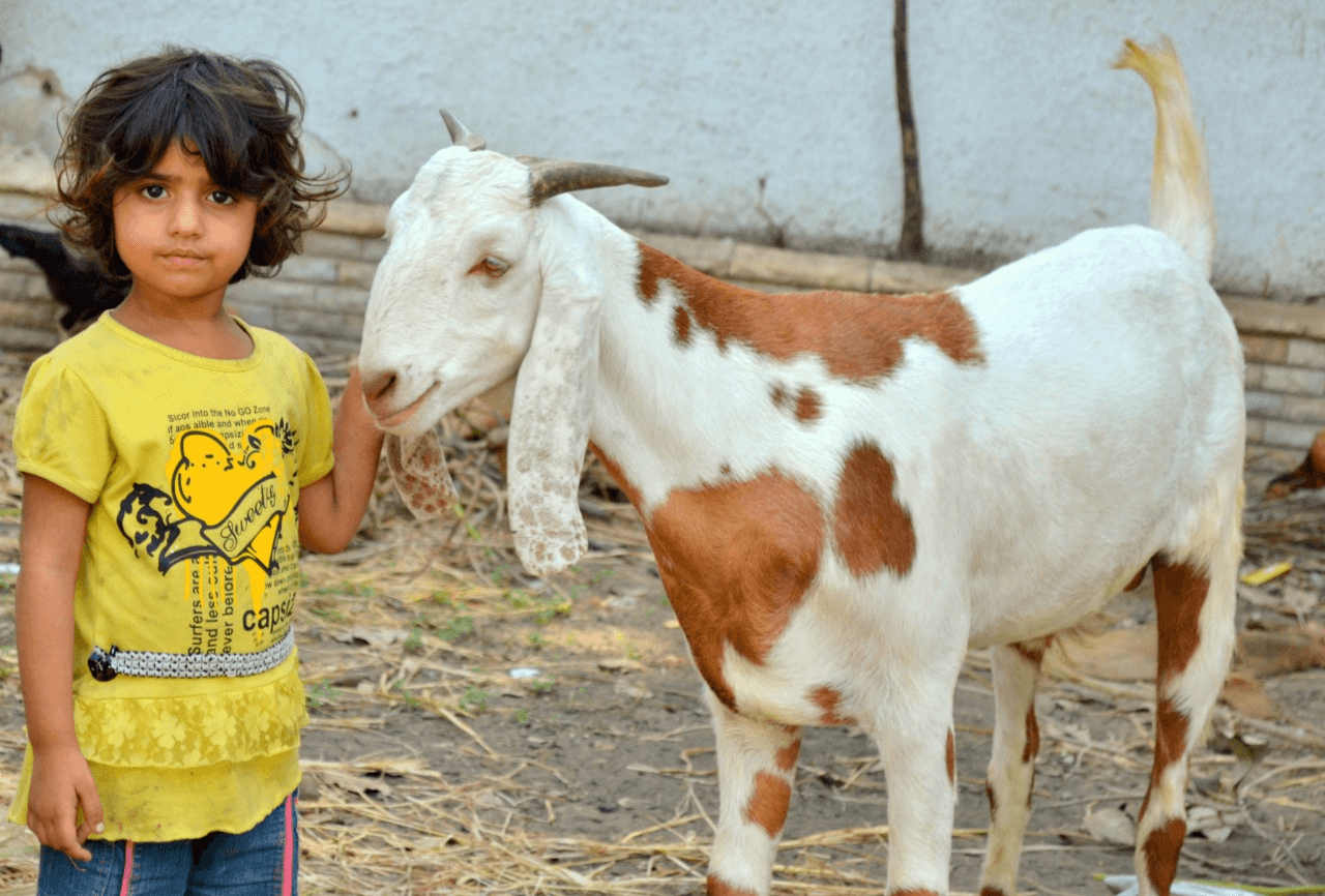 Kid whth goat