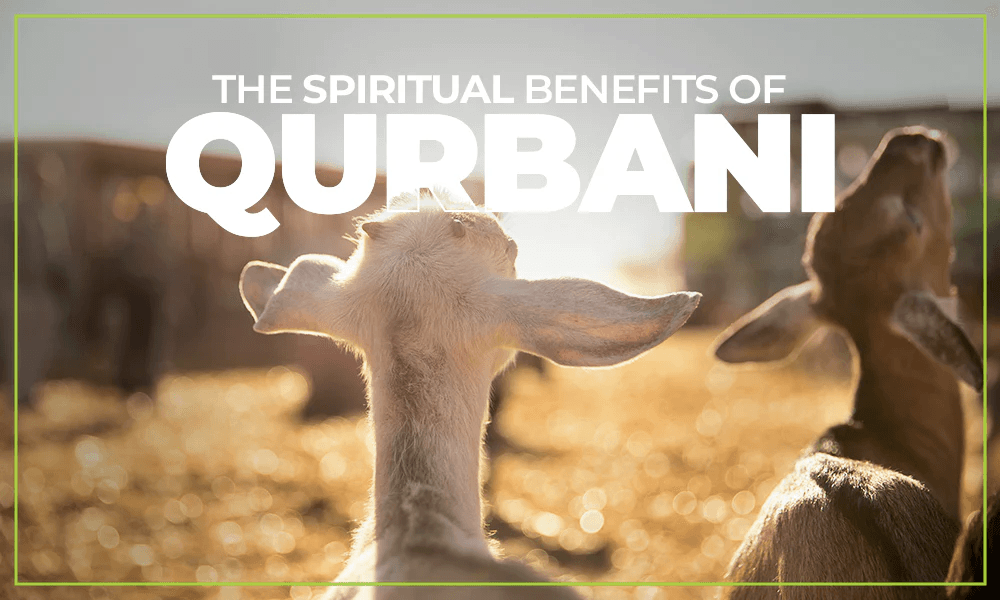 Spiritual benefits of qurbani