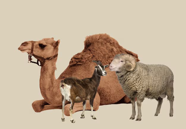 Colorful journey with camel sheep goat artfully displayed 1224371 3947